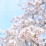 ソメイヨシノ