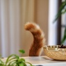 シッポ