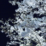 夜桜 02