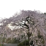堀池の枝垂れ桜