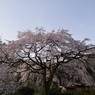 堀池の枝垂れ桜