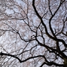 堀池の枝垂れ桜