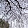 堀池の枝垂れ桜