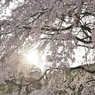 堀池の枝垂れ桜