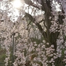 堀池の枝垂れ桜