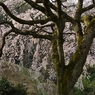 堀池の枝垂れ桜