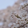 堀池の枝垂れ桜