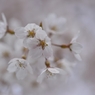 堀池の枝垂れ桜