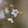 堀池の枝垂れ桜