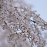 堀池の枝垂れ桜