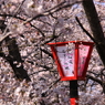 桜とぼんぼり