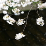 目黒川の桜