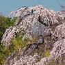 春爛漫　満開桜　３