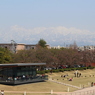 春の環水公園