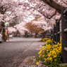 Sakura@Umi