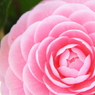 花色季節　乙女椿＃９
