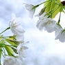 赤実大島桜