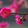 霞城の梅-紅梅8
