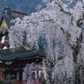祖師堂の枝垂れ