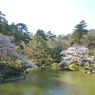 成田公園の春