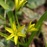 幸せ色の黄花甘菜3