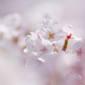 サクラサク Ⅴ  〜 花の雲海 〜