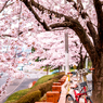 Sakura@Umi3