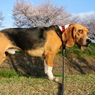 犬