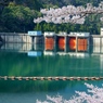 桜のある風景5