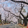 谷中の桜並木