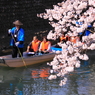 桜の下を行く
