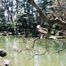 枝の解像感