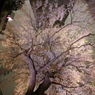 夜桜 FISHEYE