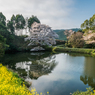 ジラカンス桜-4