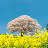 馬場の山桜-6