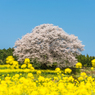 馬場の山桜-16