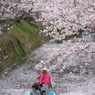 勝浦町生名桜ロマン街道4