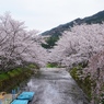 勝浦町生名桜ロマン街道1