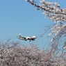 ☆　桜　咲く　☆