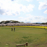 桜と菜の花のコラボ（パノラマ編）