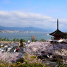 宮島の春