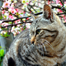 ニャンコ先生と木瓜の花