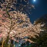 月夜と桜