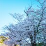 昼間！？の桜