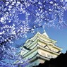 桜とお城