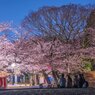 夜のお花見