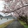 沼田川土手の桜　15.04.04
