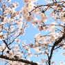 桜ノ雨