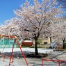 公園の桜