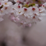 桜色